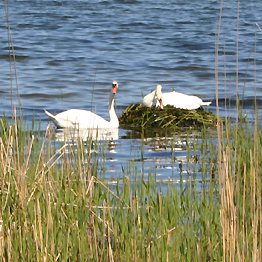 Schw�ne in ihrem Nest sind hier zu beobachten!