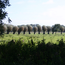 Hier zeigen wir Ihnen eine Weidenparade!